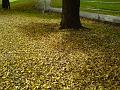 Autumn, Elm Avenue, Univesity of New England DSC00692